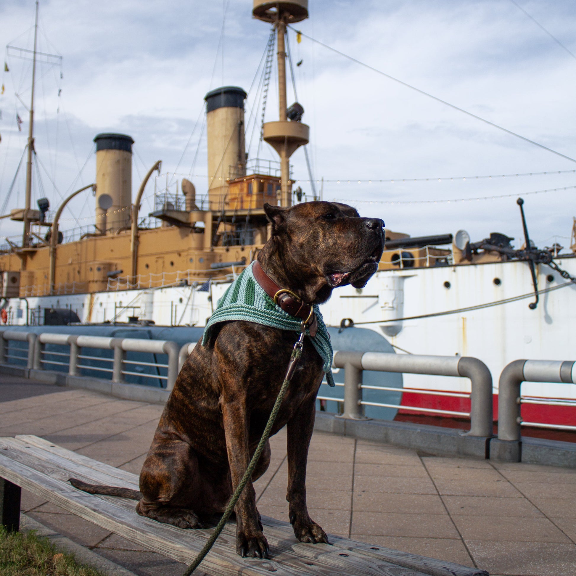 Dog sitting on a bench wearing a handknit striped sailor scarf with a large ship in the background